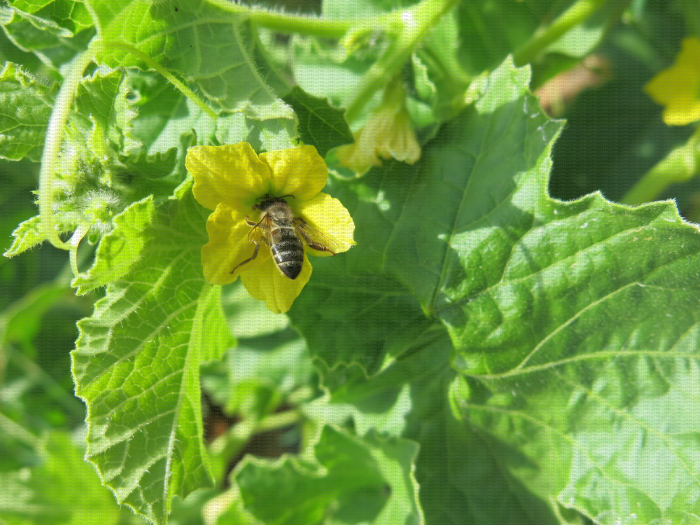 Butinage d'une fleur de melon par une abeille